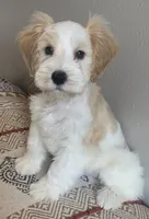 Akc mini schnauzers , a  Miniature Schnauzer for sale in San Antonio, TX – Photo 5 of 7