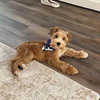 Akc mini schnauzers (confirmed), a  Miniature Schnauzer for sale in San Antonio, TX – Photo 7 of 7