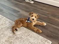 Akc mini schnauzers , a  Miniature Schnauzer for sale in San Antonio, TX – Photo 7 of 7