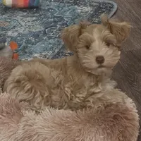 Akc mini schnauzers (confirmed), a  Miniature Schnauzer for sale in San Antonio, TX – Photo 4 of 7