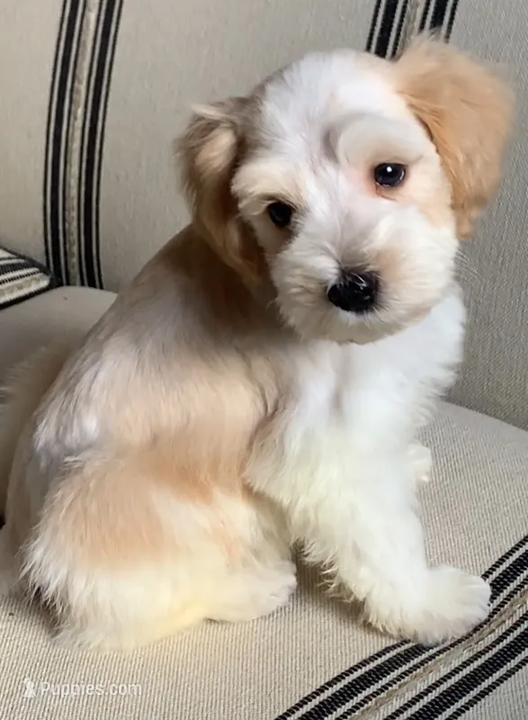 Akc Rocky – Miniature Schnauzer puppy for sale in San Antonio, TX