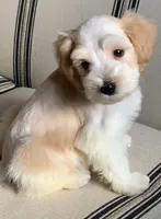 Akc Rocky, a male Miniature Schnauzer for sale in San Antonio, TX – 1 of 3