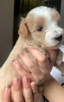 Zara, a female Miniature Schnauzer for sale in San Antonio, TX – 2 of 3