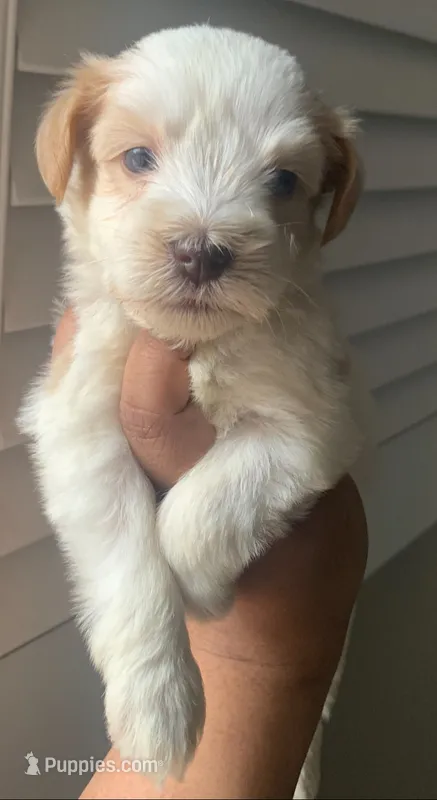 Akc Nova – Miniature Schnauzer puppy for sale in San Antonio, TX