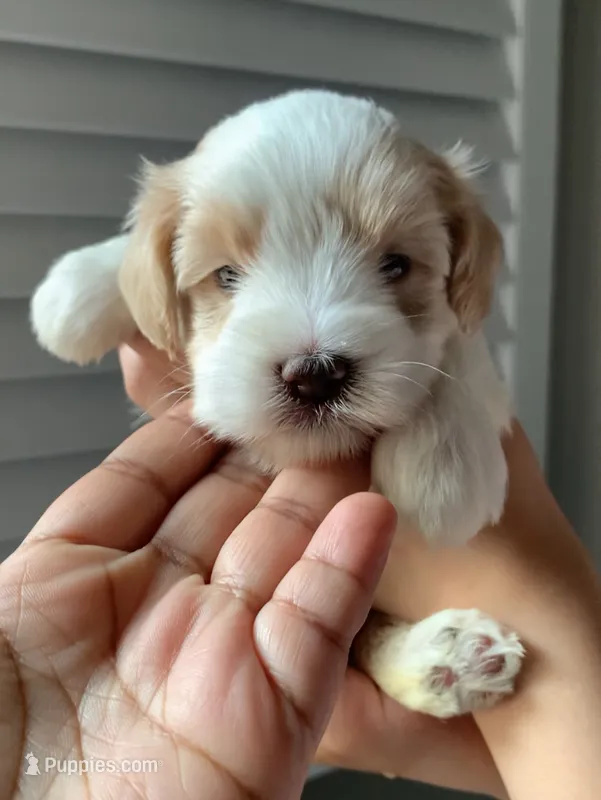 Akc Blair  – Miniature Schnauzer puppy for sale in San Antonio, TX
