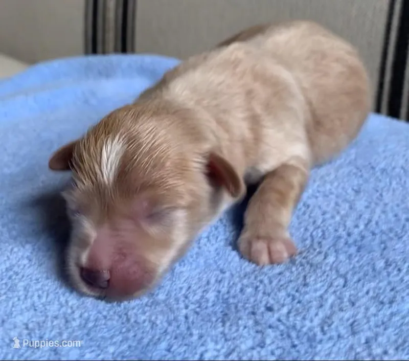 Akc Theo – Miniature Schnauzer puppy for sale in San Antonio, TX