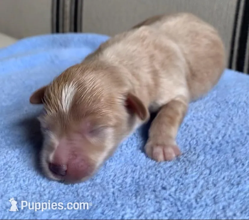 Akc Theo, a male Miniature Schnauzer for sale in San Antonio, TX – Photo 1 of 2