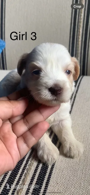 Akc Nova – Miniature Schnauzer puppy for sale in San Antonio, TX