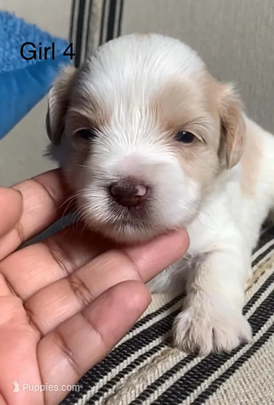 Akc Blair  – Miniature Schnauzer puppy for sale in San Antonio, TX