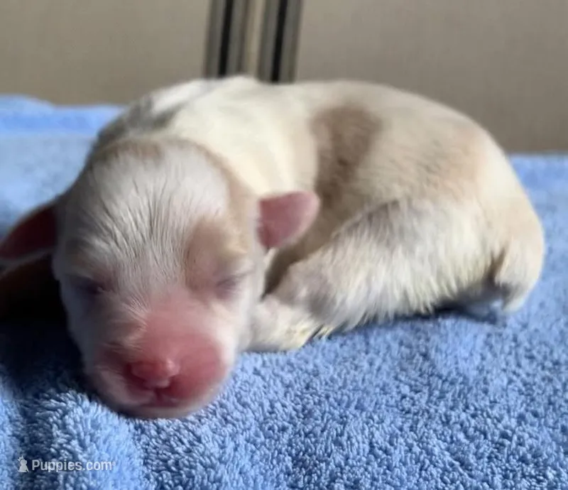 Akc Blair  – Miniature Schnauzer puppy for sale in San Antonio, TX