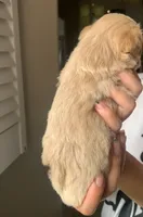 Zara, a female Miniature Schnauzer for sale in San Antonio, TX – 3 of 3
