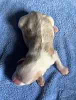 Akc Rocky, a male Miniature Schnauzer for sale in San Antonio, TX – Photo 2 of 3