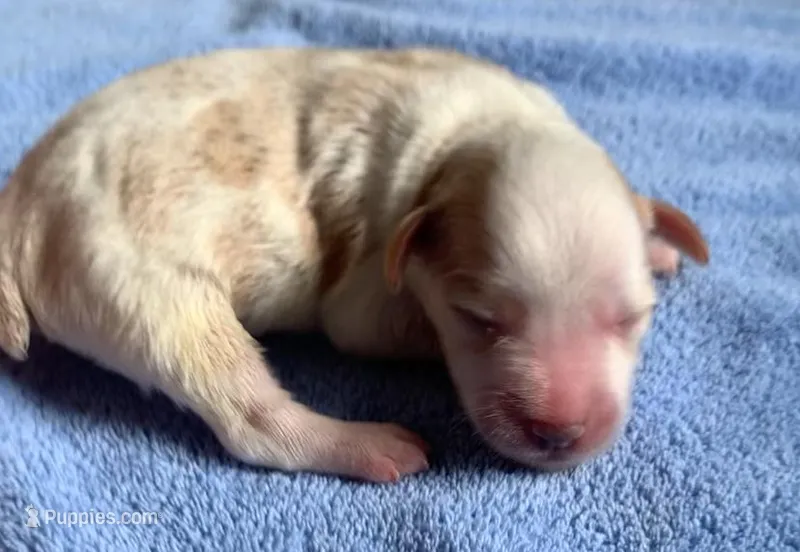 Akc Rocky – Miniature Schnauzer puppy for sale in San Antonio, TX