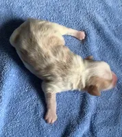 Akc Rocky, a male Miniature Schnauzer for sale in San Antonio, TX – Photo 3 of 3