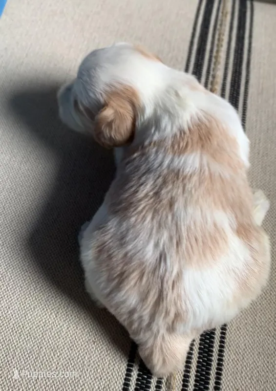 Akc Rocky – Miniature Schnauzer puppy for sale in San Antonio, TX