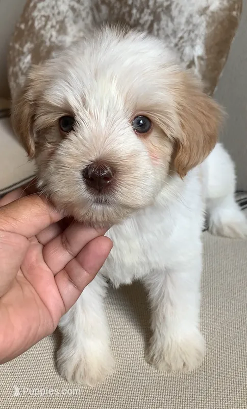 Akc Nova – Miniature Schnauzer puppy for sale in San Antonio, TX