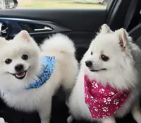 White , a female Pomeranian for sale in San Antonio, TX – 2 of 3