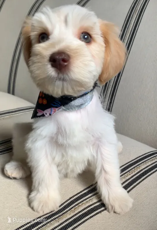 Akc Nova – Miniature Schnauzer puppy for sale in San Antonio, TX