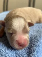 Akc Zara , a female Miniature Schnauzer for sale in San Antonio, TX – Photo 3 of 3