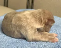 Akc Zara , a female Miniature Schnauzer for sale in San Antonio, TX – Photo 2 of 3