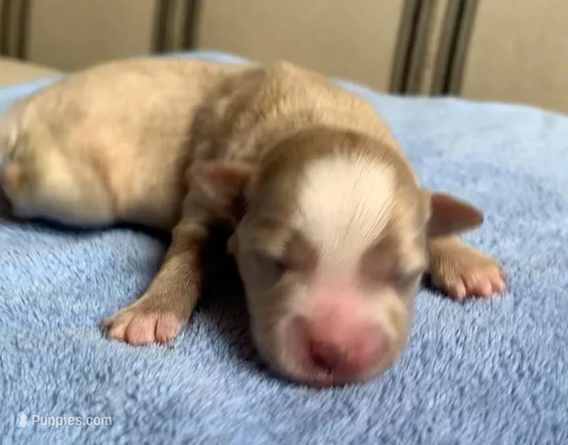 Akc Zara  – Miniature Schnauzer puppy for sale in San Antonio, TX