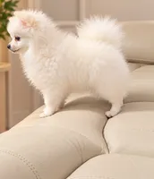 White , a female Pomeranian for sale in San Antonio, TX – 1 of 3