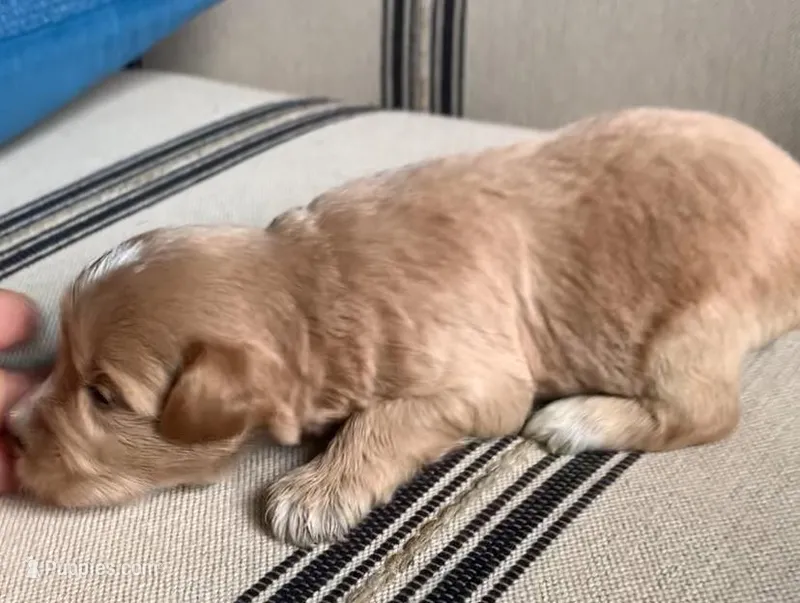 Akc Theo – Miniature Schnauzer puppy for sale in San Antonio, TX