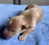 Akc Theo, a male Miniature Schnauzer for sale in San Antonio, TX – Photo 2 of 2