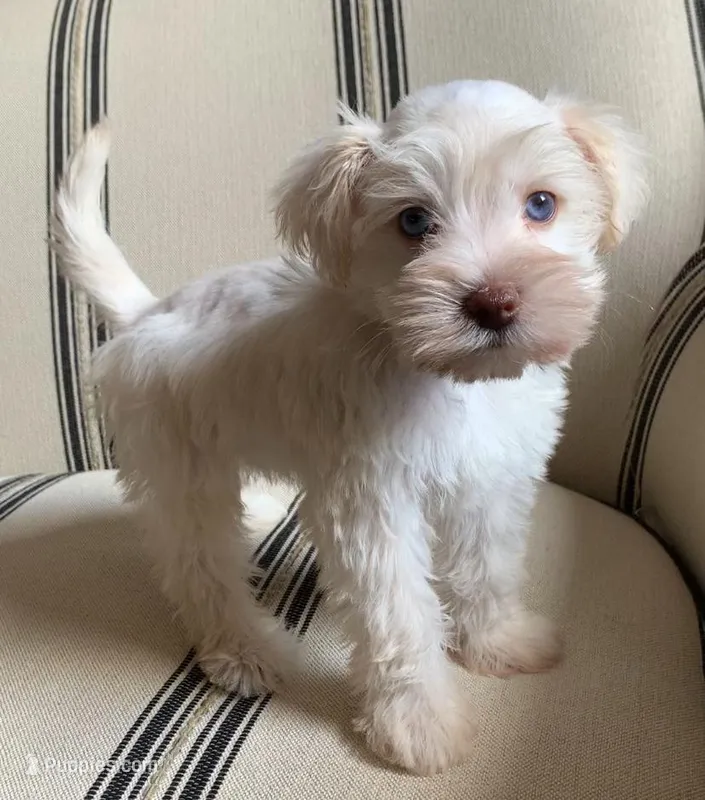 Akc Holly – Miniature Schnauzer puppy for sale in San Antonio, TX