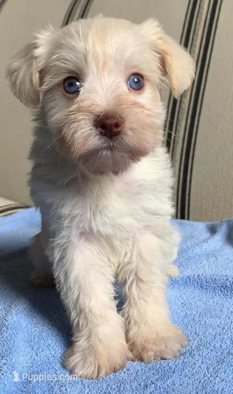 Akc Holly – Miniature Schnauzer puppy for sale in San Antonio, TX