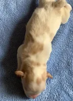 Akc Nova, a female Miniature Schnauzer for sale in San Antonio, TX – Photo 2 of 2