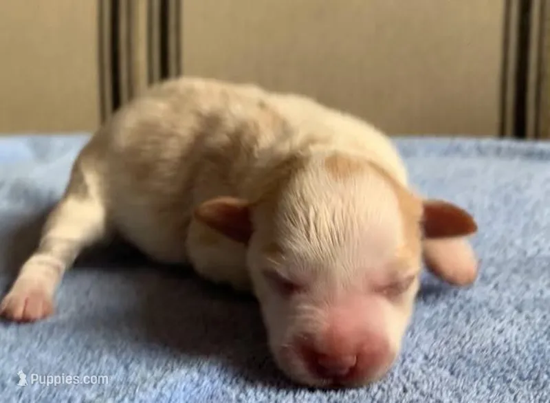 Akc Nova – Miniature Schnauzer puppy for sale in San Antonio, TX