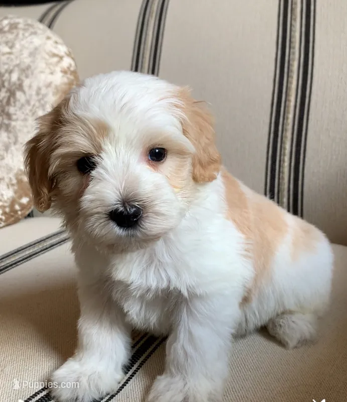 Akc Rocky – Miniature Schnauzer puppy for sale in San Antonio, TX