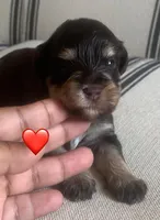 Lilly, a female Miniature Schnauzer for sale in San Antonio, TX – Photo 3 of 3