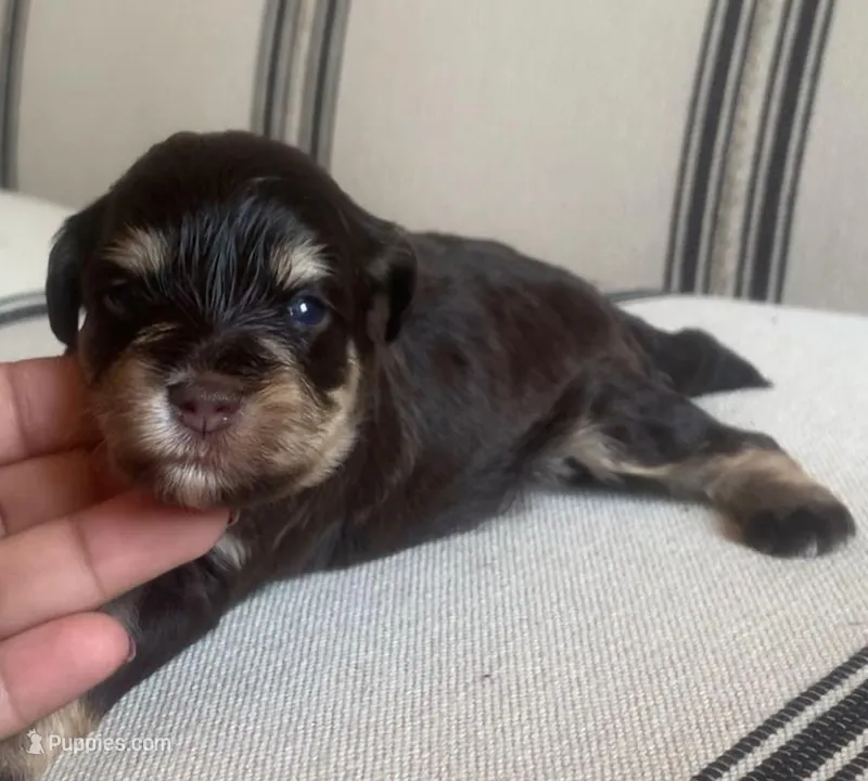 Lilly – Miniature Schnauzer puppy for sale in San Antonio, TX