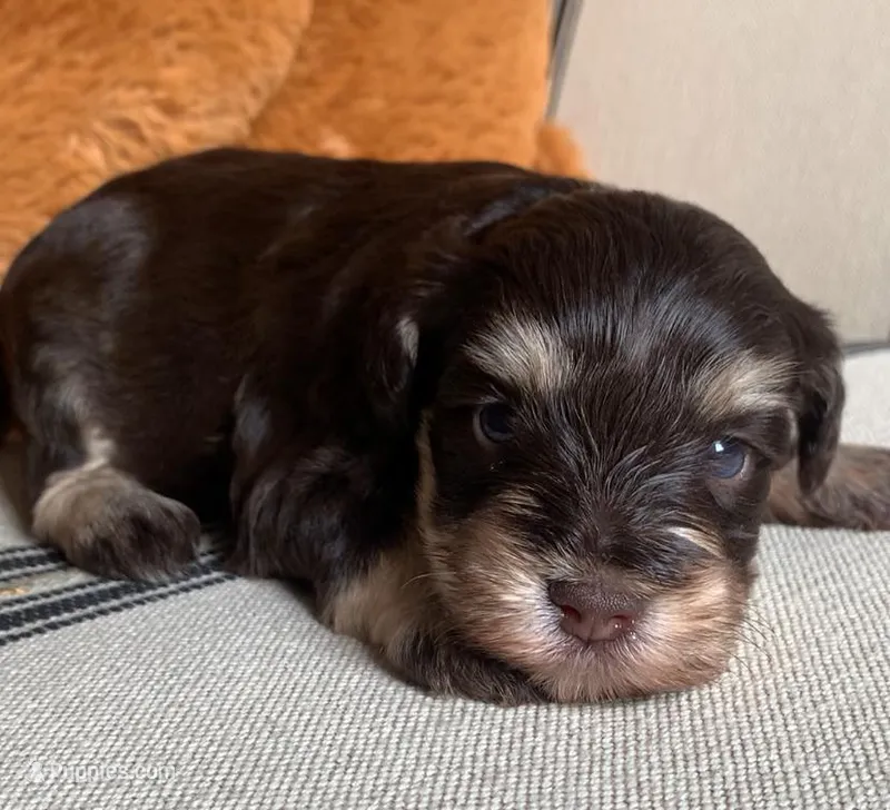 Akc Lilly – Miniature Schnauzer puppy for sale in San Antonio, TX