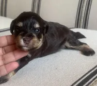 Lilly, a female Miniature Schnauzer for sale in San Antonio, TX – Photo 2 of 3