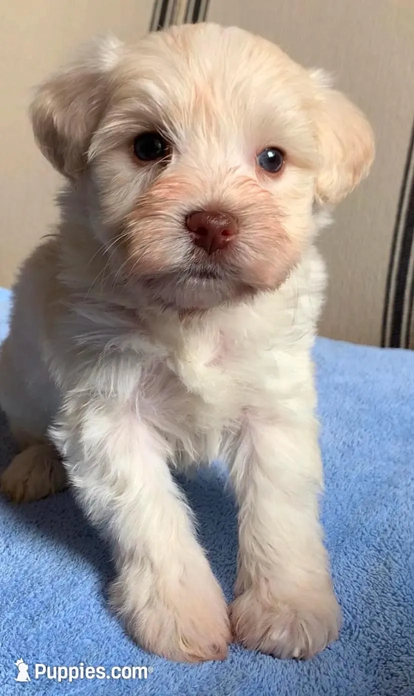 Akc Tully , a female Miniature Schnauzer for sale in San Antonio, TX – Photo 2 of 4