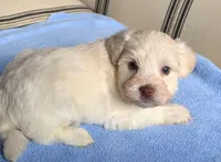 Akc Tully , a female Miniature Schnauzer for sale in San Antonio, TX – Photo 4 of 4