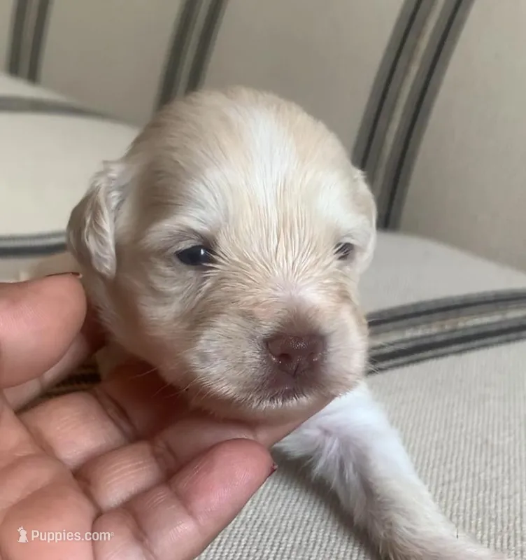 Tully  – Miniature Schnauzer puppy for sale in San Antonio, TX