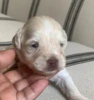 Tully , a female Miniature Schnauzer for sale in San Antonio, TX – Photo 1 of 4