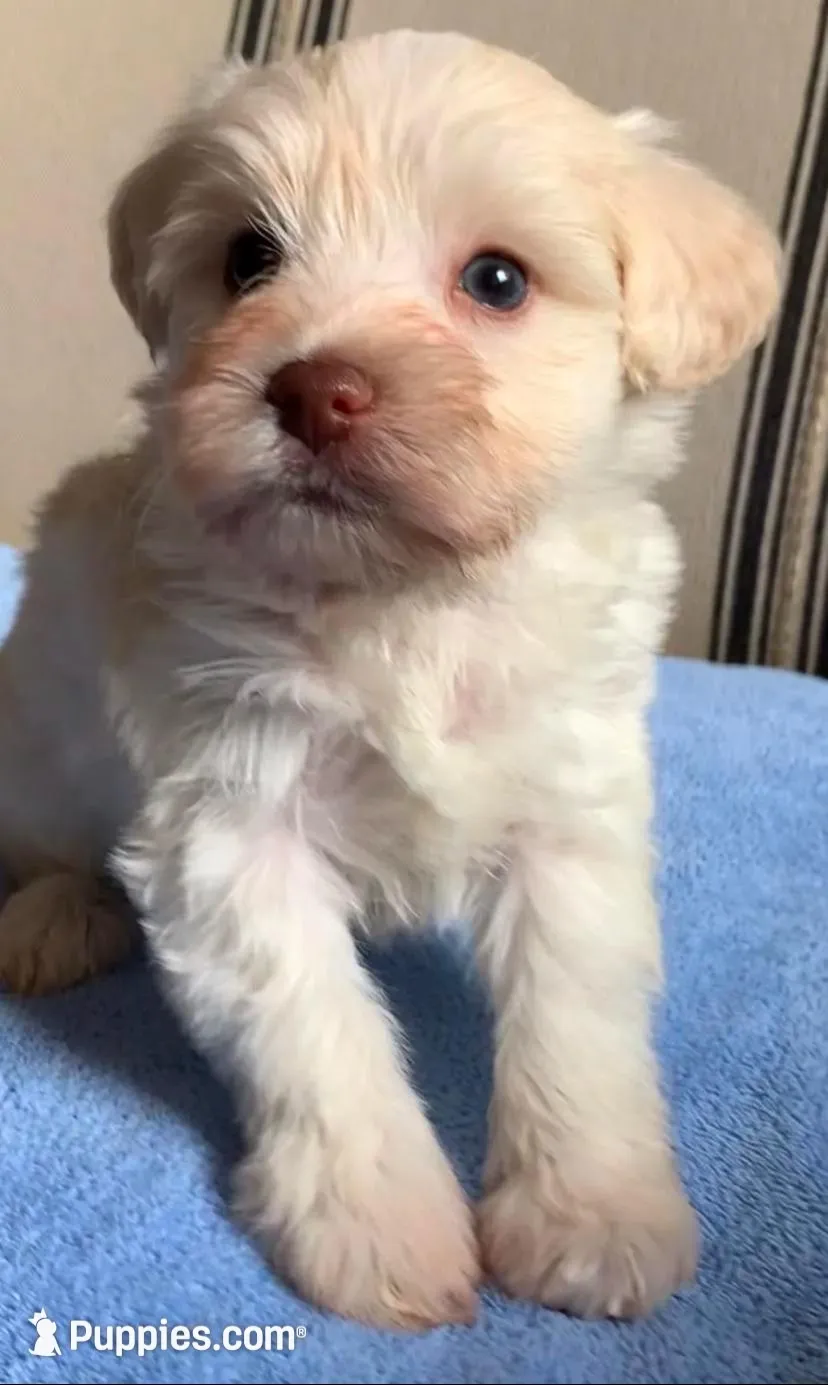 Akc Tully , a female Miniature Schnauzer for sale in San Antonio, TX – Photo 3 of 4