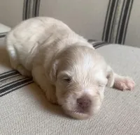 Tully , a female Miniature Schnauzer for sale in San Antonio, TX – Photo 2 of 4