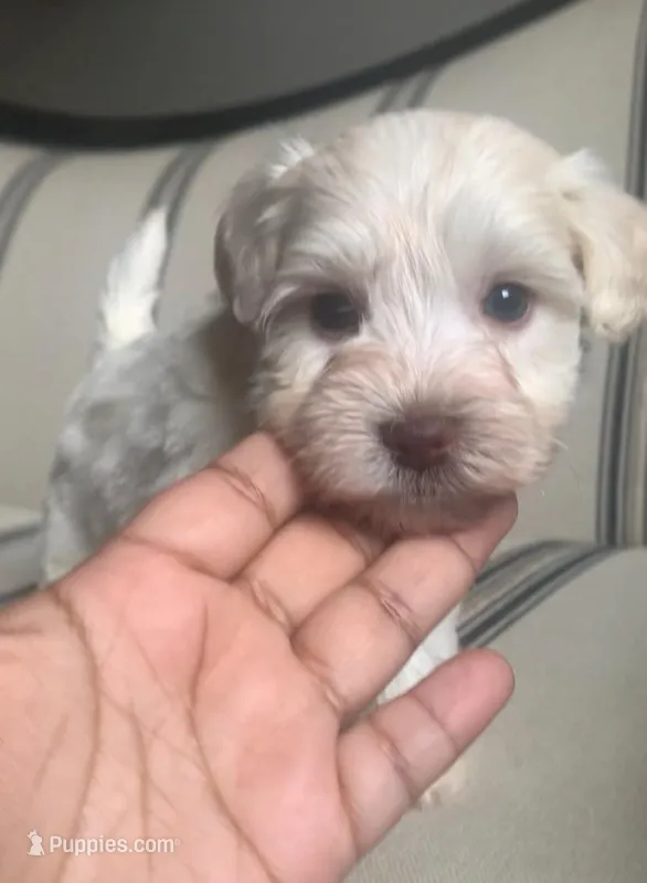 Akc Tully , a female Miniature Schnauzer for sale in San Antonio, TX – Photo 1 of 4