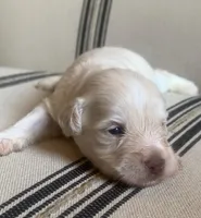 Tully , a female Miniature Schnauzer for sale in San Antonio, TX – Photo 4 of 4