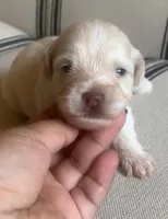 Tully , a female Miniature Schnauzer for sale in San Antonio, TX – Photo 3 of 4