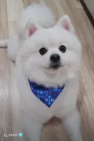 White , a female Pomeranian for sale in San Antonio, TX – 3 of 3