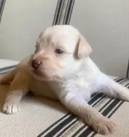 Holly, a female Miniature Schnauzer for sale in San Antonio, TX – Photo 2 of 3