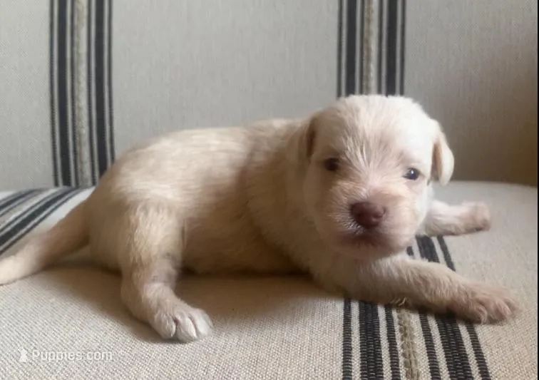 Holly – Miniature Schnauzer puppy for sale in San Antonio, TX