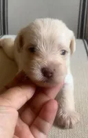 Holly, a female Miniature Schnauzer for sale in San Antonio, TX – Photo 3 of 3